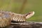 Close up of female Vipera berus