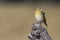 Close-up of a female weaver bird perching on a wood log