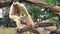 Close-up. female White-cheeked gibbon. Hylobates leucogenys. sits on a tree in the wild