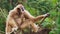 Close-up. Female white-cheeked gibbon. Hylobates leucogenys. Sits on a tree in the wild