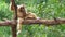 Close-up. female White-cheeked gibbon. Hylobates leucogenys. sits on a tree in the wild