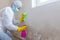 Close up of a female worker of cleaning service removes mold from wall using spray bottle with mold remediation chemicals