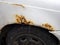 Close-up of the fender of an old white car covered with rust. Corrosion