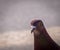 Close up of a feral pigeon Columba livia domestica or city dove with red colloration