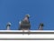 Close up of a Feral Pigeon Family atop a White Metal Gutter