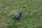 Close up feral pigeon walking on the grass at the park. A lone dove is walking on the grass