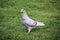 A close up of a Ferel Pigeon