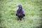 A close up of a Ferel Pigeon