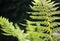 Close up fern bracken plant in sunny day, beautiful photo of nature