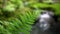 Close up fern forest with beautiful river and mossy forest background tropical lush nature