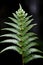 a close up of a fern leaf