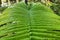 Close-up of fern leaf in Big island forest