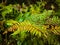 Close-up of a fern leaf in a fairytale forest