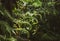 Close up of a fern leaf frond