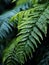 a close up of a fern leaf with water droplets on it