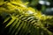 a close up of a fern leaf with water droplets on it