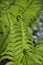 Close up of fern leaves in early spring. Vertical