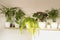 Close up of fern leaves at home on the shelf.  Home plants, indoor garden, urban jungles