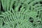 Close Up of Fern Leaves on a Plant With A Multiple Branching Pattern