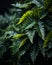 a close up of fern leaves in the rain