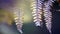 Close up of fern plant with blurry background.