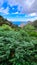 Close up on fern plant with panoramic view on Roque de las Animas crag in the Anaga mountain range, Tenerife, Canary Islands,