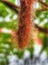 Close-up of a fern root hanging from a tree