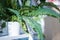 Close up of a fern, a type of terrestrial plant, on a white shelf