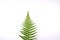 Close up of fern on white background isolated just like a christmas tree nice for a postcard