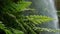 Close-up ferns with background water falling.