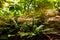 Close-up of ferns growing on a moss covered rock