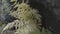 Close up of ferns leaves on stones background. Stock footage. Light green foliage, natural floral background with a fern