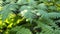 Close up ferns in topical forest. in sunlight.