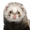 Close-up of Ferret, 1 year old