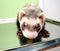 Close-up of ferret, 3 years old, on the iron table