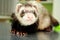 Close-up of ferret, 3 years old, on the iron table