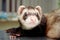 Close-up of ferret, 3 years old, on the iron table