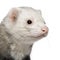 Close-up of ferret, 5 years old
