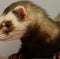 Close up of ferret lying created using generative ai technology