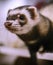 Close up of ferret lying created using generative ai technology