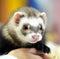 Close up of ferret lying on hands created using generative ai technology