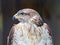 The close-up of a Ferruginous Hawk