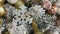 Close-up of a festively decorated Christmas tree with balls on a blurred sparkling fairy background. Defocused garland