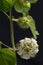 Close up Fetid passionflower, Scarletfruit passionflower, Stinking passionflower with leaves isolated on black background