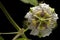 Close up Fetid passionflower, Scarletfruit passionflower, Stinking passionflower with leaves isolated on black background