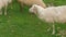 Close up of few sheep eating grass on green hill