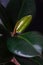 Close up of Ficus elastica ,rubber fig, rubber tree, rubber plant, or Indian rubber bush, Indian rubber tree growing a new baby