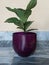 Close up of a Fiddle Leaf Fig Tree or Ficus lyrata potted plant