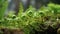 Close up of Fiddlehead Fern Vegetable plant in plantation