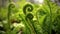 Close up of Fiddlehead Fern Vegetable plant in plantation